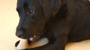Nike kauwt op een nylabone
